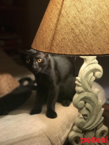 Bombay, Kedi  Murat fotoğrafı