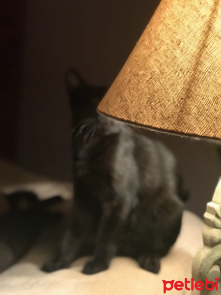 Bombay, Kedi  Murat fotoğrafı