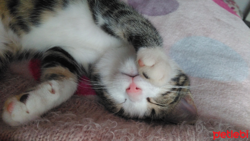 Tekir Kedi, Kedi  Kolye fotoğrafı