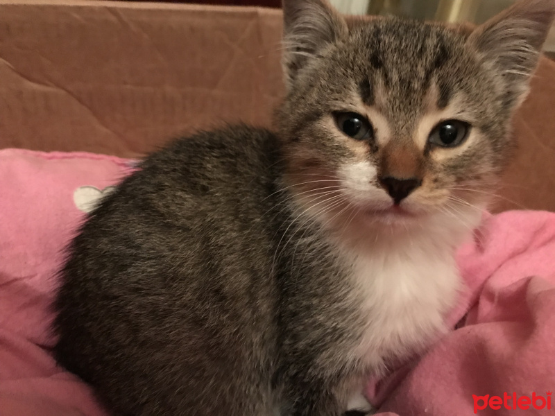 Tekir Kedi, Kedi  Mırnak fotoğrafı