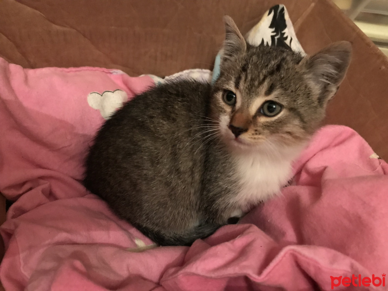 Tekir Kedi, Kedi  Mırnak fotoğrafı