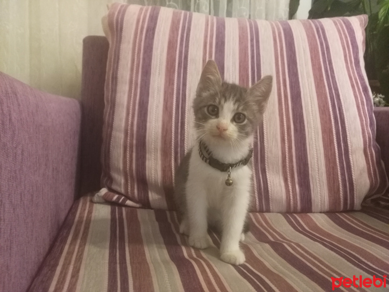 Egyptian Maular, Kedi  bocuk fotoğrafı