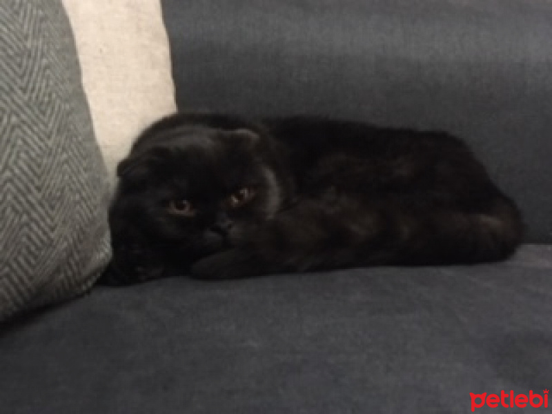 Scottish Fold, Kedi  Lucky fotoğrafı