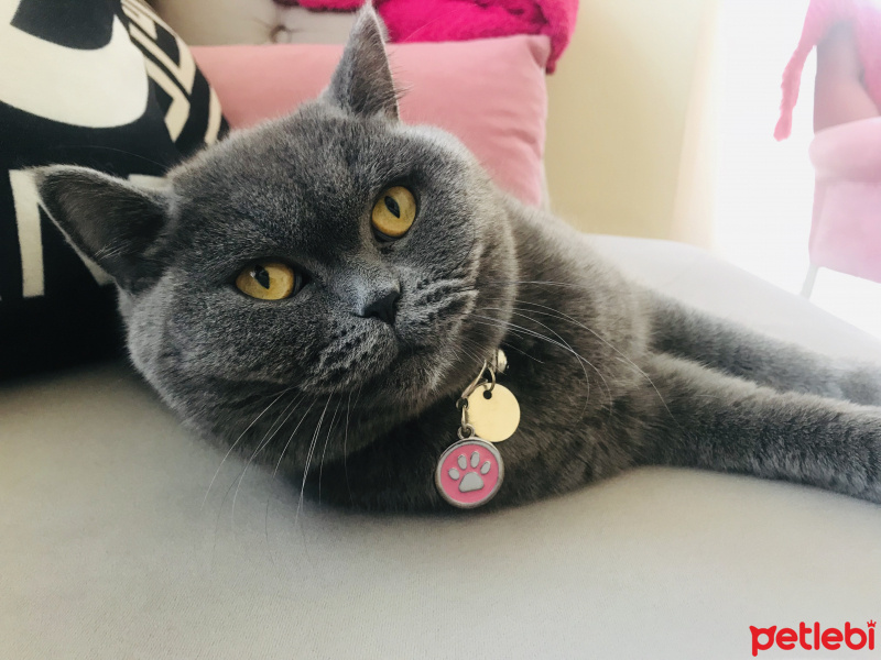 British Shorthair, Kedi  Miu fotoğrafı
