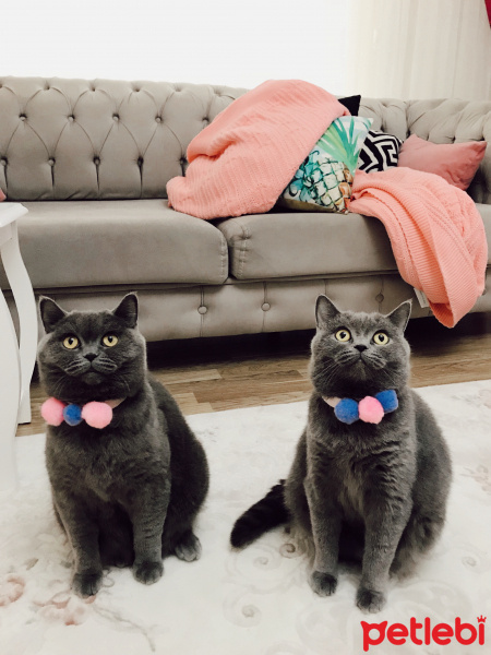 British Shorthair, Kedi  Miu fotoğrafı