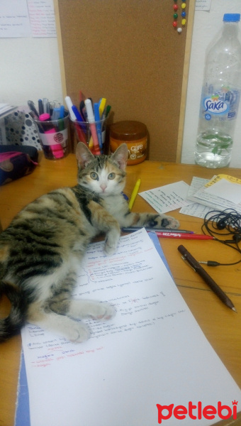 Tekir Kedi, Kedi  Alice fotoğrafı