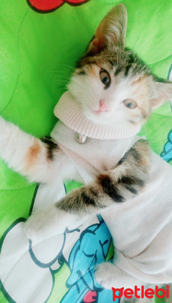 Tekir Kedi, Kedi  Alice fotoğrafı
