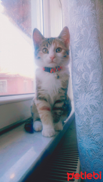 Tekir Kedi, Kedi  Alice fotoğrafı