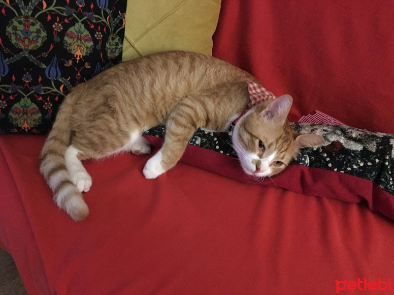 Sarman, Kedi  Yoda fotoğrafı