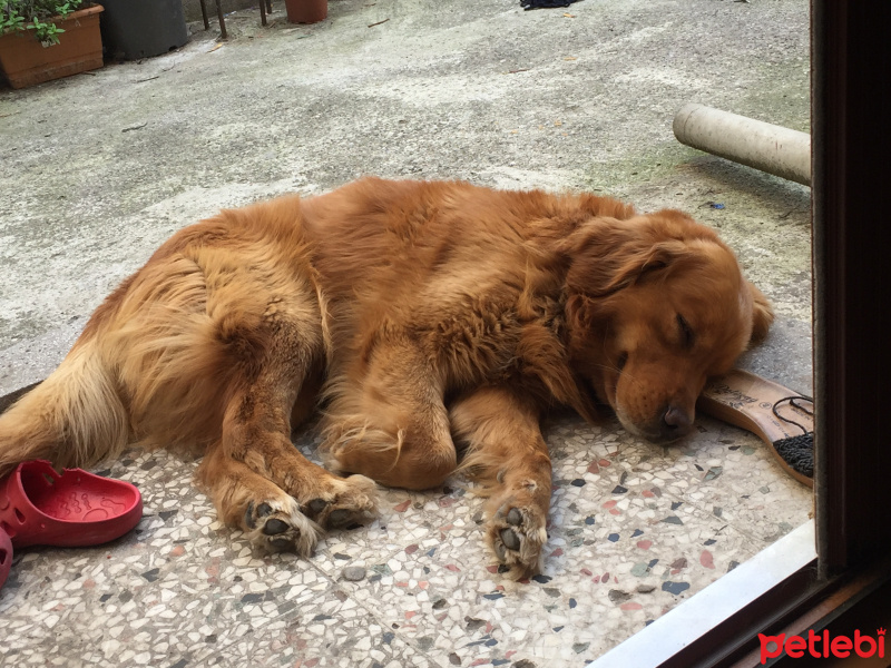 Golden Retriever, Köpek  Tarçın fotoğrafı