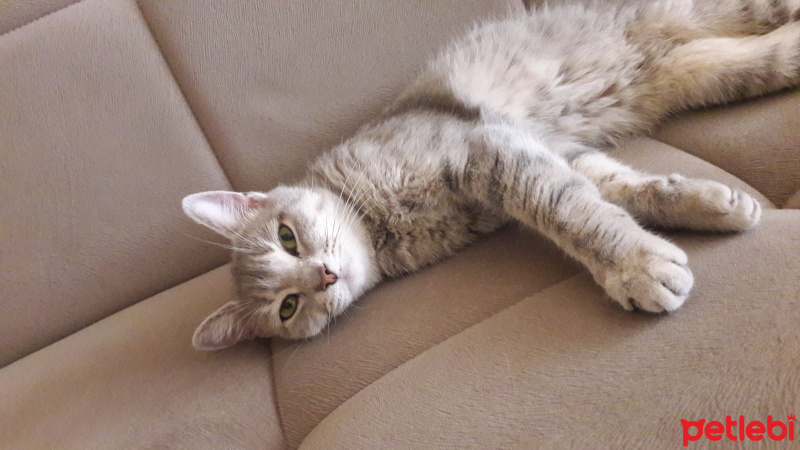 Tekir Kedi, Kedi  Asil fotoğrafı