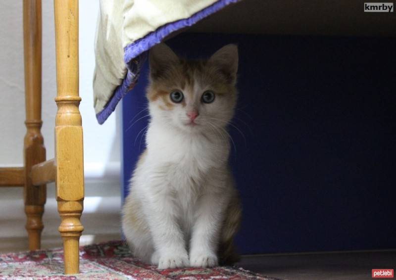 Tekir Kedi, Kedi  Boncuk fotoğrafı