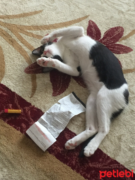 Tuxedo (Smokin) Kedi, Kedi  Maişa fotoğrafı