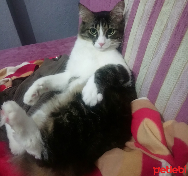 Tekir Kedi, Kedi  Şaşkın fotoğrafı