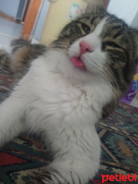 Tekir Kedi, Kedi  Şaşkın fotoğrafı