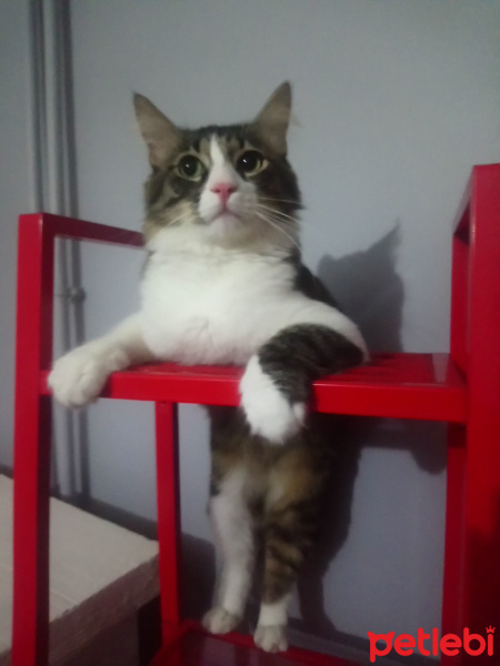 Tekir Kedi, Kedi  Şaşkın fotoğrafı
