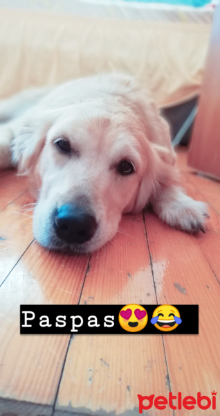 Golden Retriever, Köpek  Lady fotoğrafı