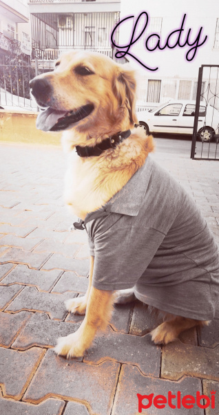 Golden Retriever, Köpek  Lady fotoğrafı