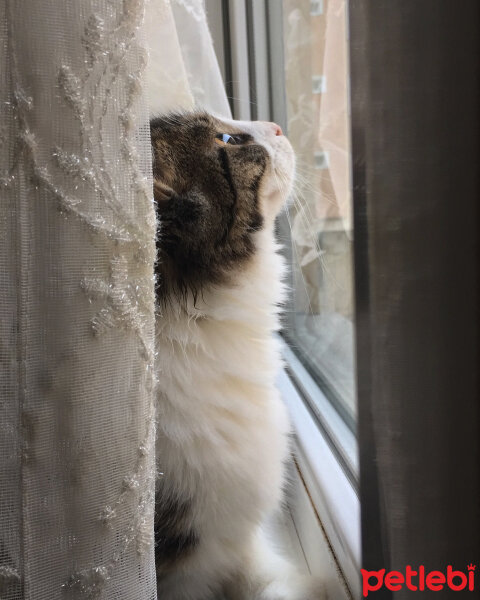 Tekir Kedi, Kedi  Çilli fotoğrafı