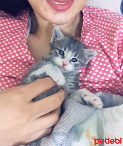 Kashmir , Kedi  Lucifer fotoğrafı