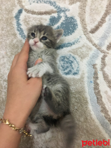 Kashmir , Kedi  Lucifer fotoğrafı