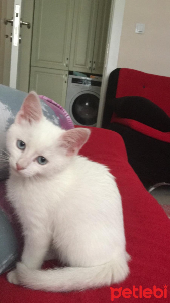 Ankara Kedisi, Kedi  Kedi fotoğrafı