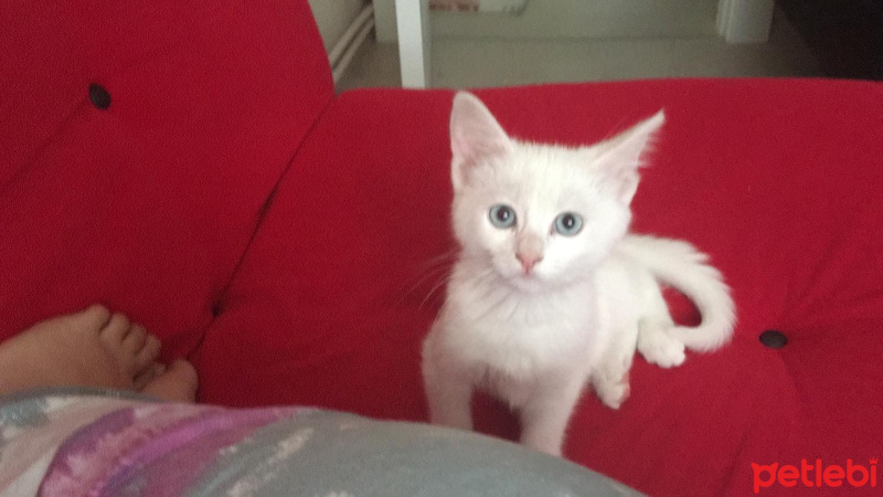 Ankara Kedisi, Kedi  Kedi fotoğrafı