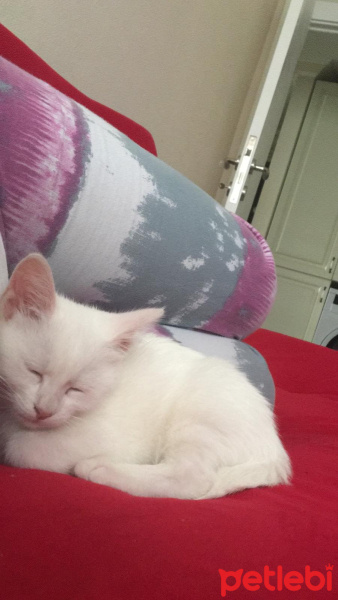 Ankara Kedisi, Kedi  Kedi fotoğrafı