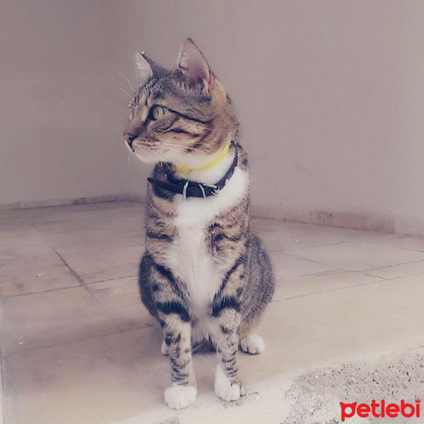 Tekir Kedi, Kedi  Nazlı fotoğrafı
