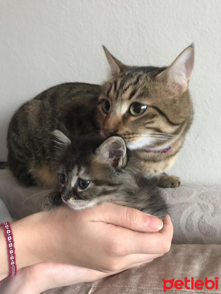 Tekir Kedi, Kedi  Gece fotoğrafı