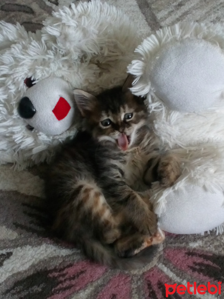 Tekir Kedi, Kedi  Gece fotoğrafı