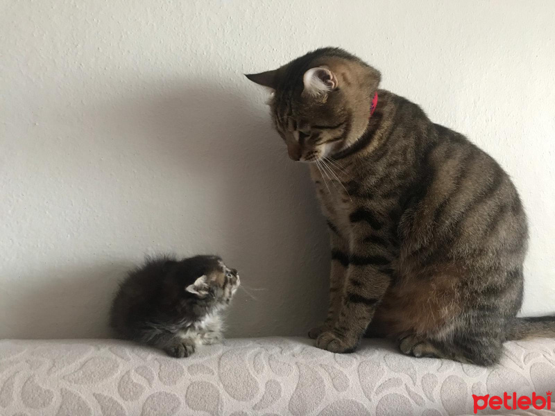 Tekir Kedi, Kedi  Gece fotoğrafı
