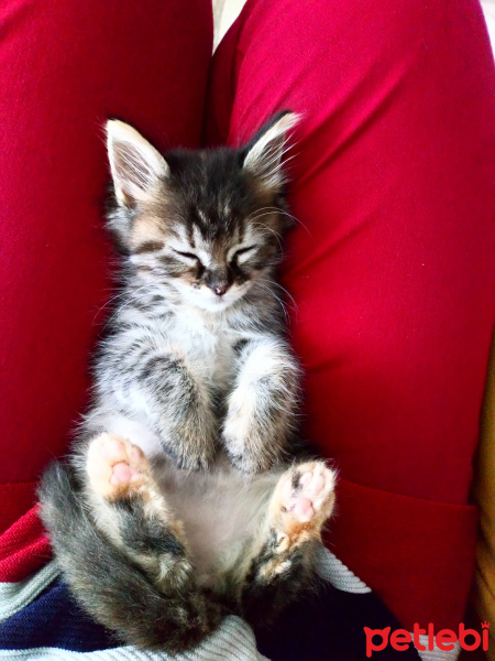 Tekir Kedi, Kedi  Gece fotoğrafı