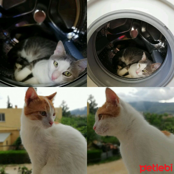 Tekir Kedi, Kedi  Duman fotoğrafı