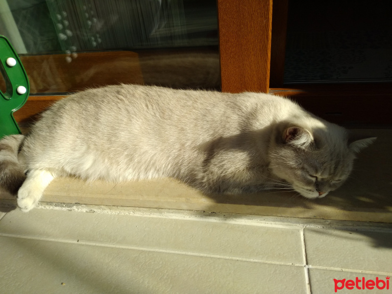 British Shorthair, Kedi  Lulu fotoğrafı