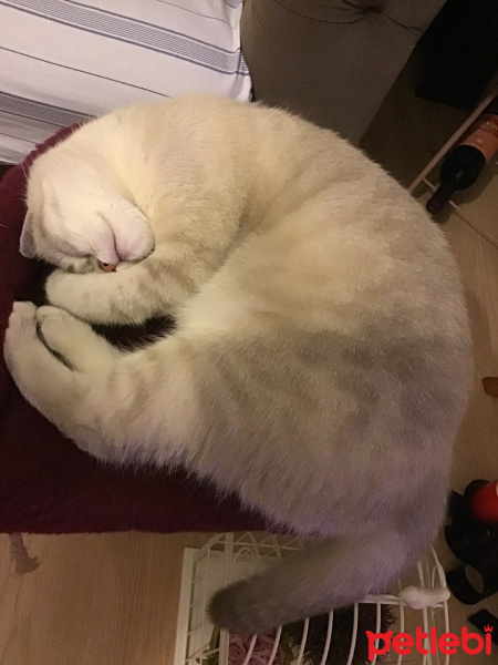 British Shorthair, Kedi  Lulu fotoğrafı