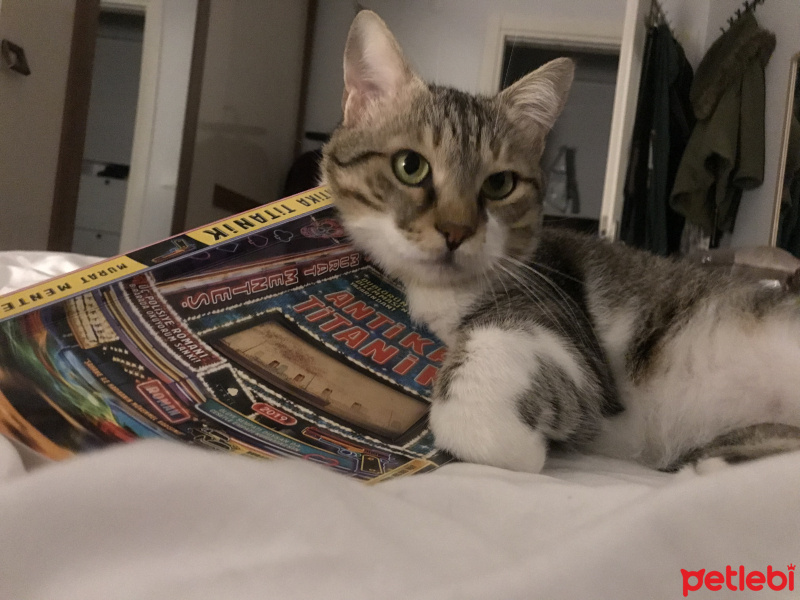 Tekir Kedi, Kedi  İbo fotoğrafı