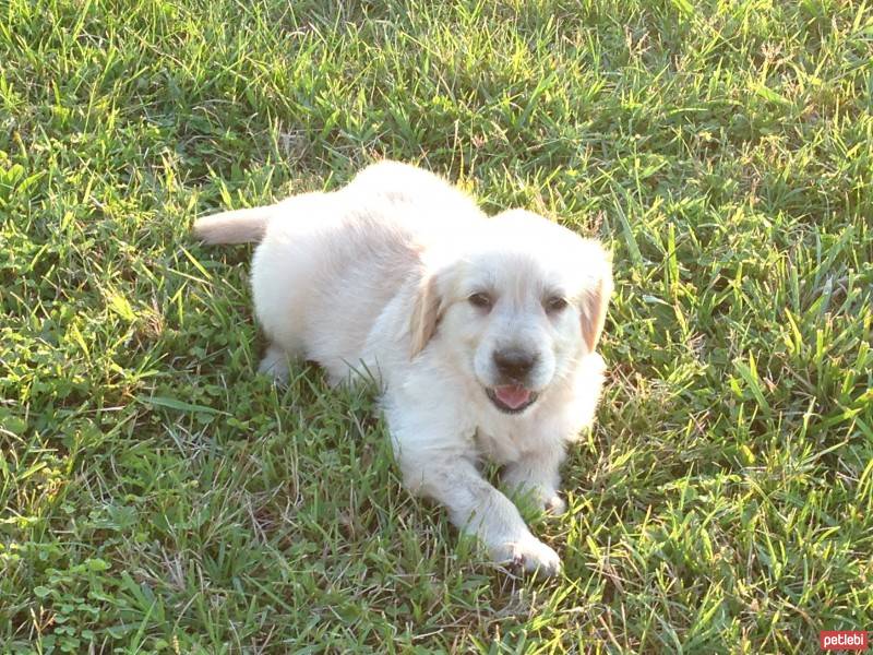 Golden Retriever, Köpek  Brandy fotoğrafı
