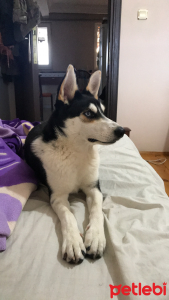 Sibirya Kurdu (Husky), Köpek  Black fotoğrafı