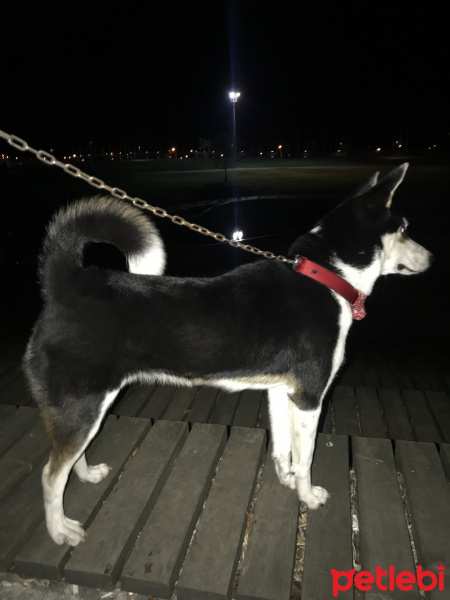 Sibirya Kurdu (Husky), Köpek  Black fotoğrafı