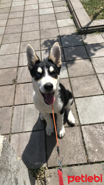 Sibirya Kurdu (Husky), Köpek  Black fotoğrafı