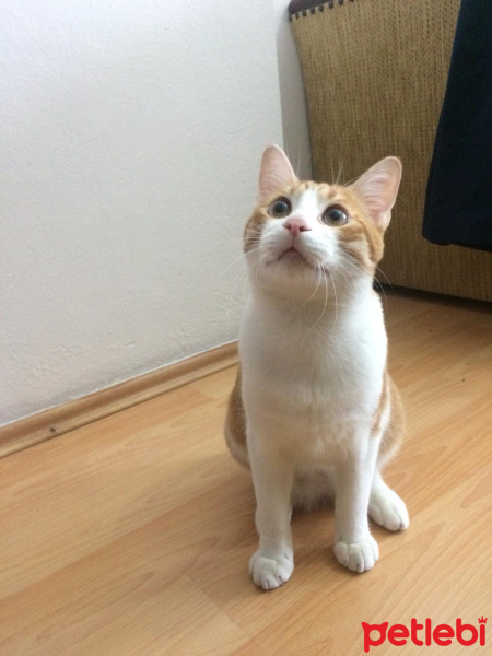 American Shorthair, Kedi  Karamel fotoğrafı