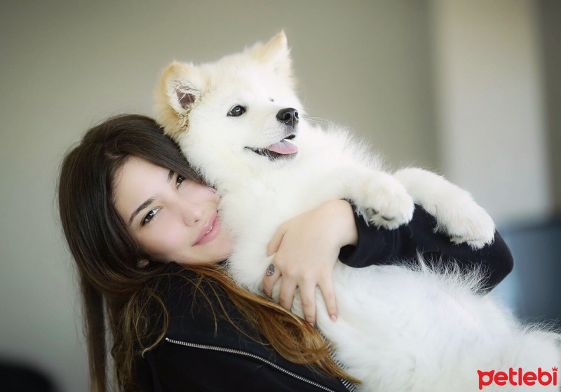 Samoyed, Köpek  Elsa fotoğrafı