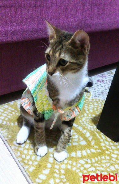 Tekir Kedi, Kedi  Billur fotoğrafı