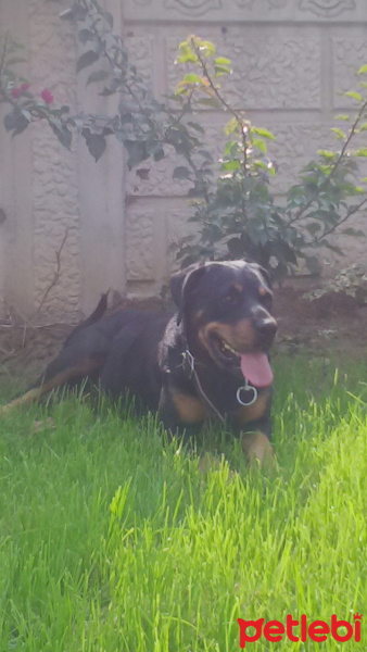 Rottweiler, Köpek  Pipo fotoğrafı