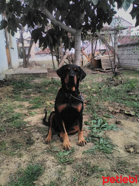 Rottweiler, Köpek  Pipo fotoğrafı