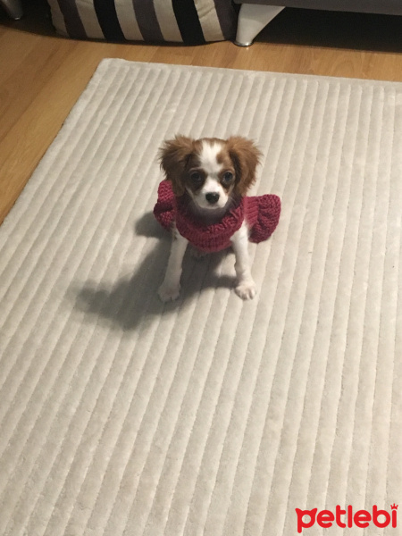 King Charles Spaniel, Köpek  Lena fotoğrafı
