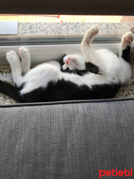 Tuxedo (Smokin) Kedi, Kedi  Mia fotoğrafı