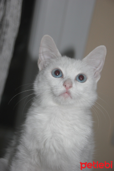 Ankara Kedisi, Kedi  Şeker fotoğrafı