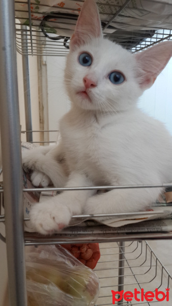 Ankara Kedisi, Kedi  Şeker fotoğrafı